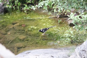 spotted forktail            