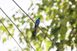 verditer flycatcher            